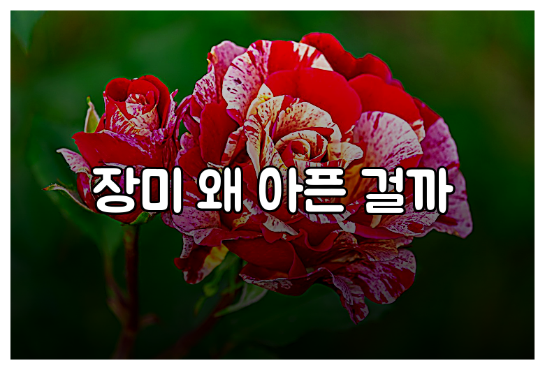 장미 왜 아픈 걸까