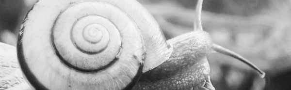 일반 달팽이 수명: 3~5년