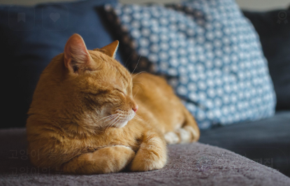 고양이 사료 선택 시 체크포인트 관련 사진