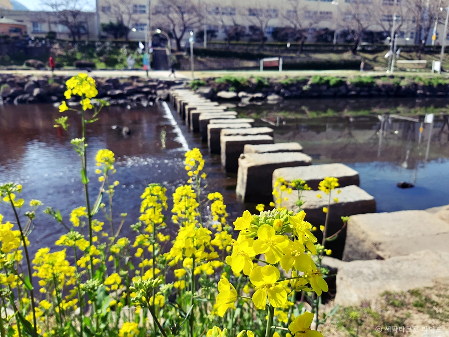 온천천유채꽃풍경