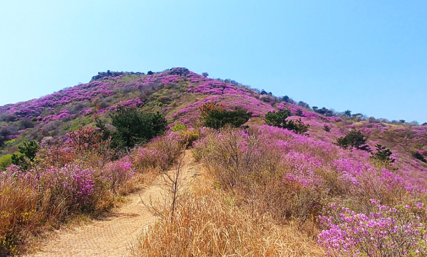 영취산 진달래