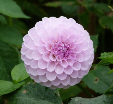 가을 꽃-달리아