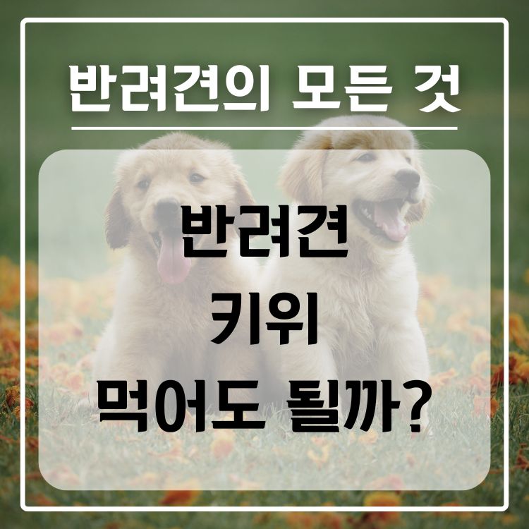 반려견 키위 급여 가능 여부, 급여시 주의 사항
