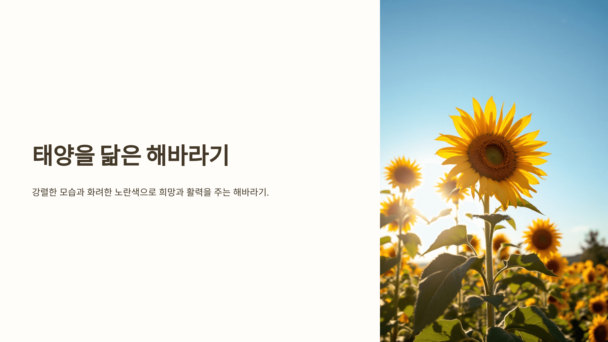 해바라기 사진입니다.