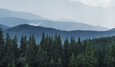 임업직불금 신청