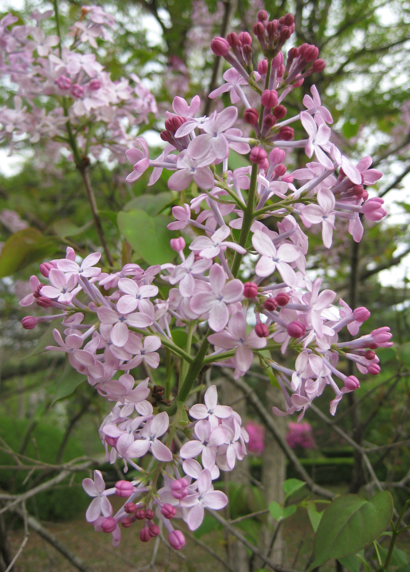 수수꽃다리 꽃2