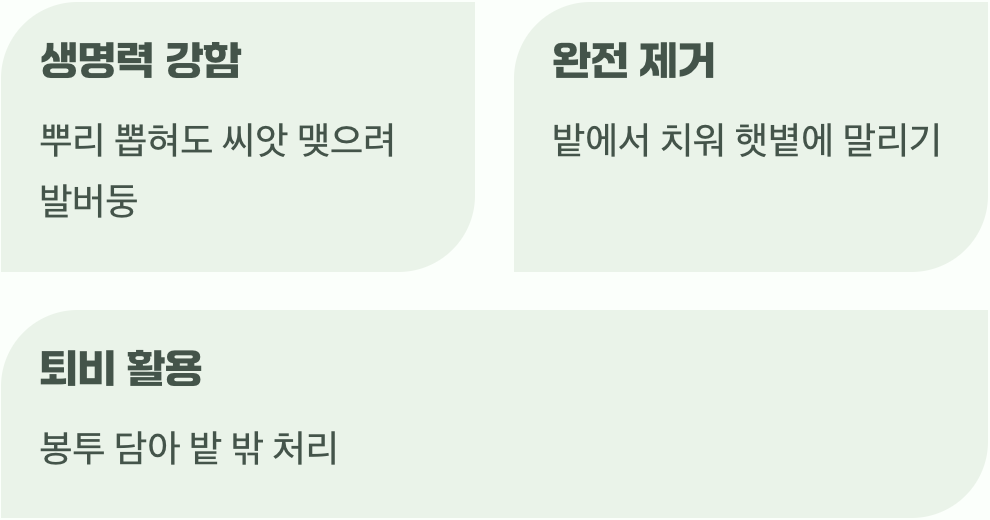 뽑아낸 망초, 그냥 두면 큰일 나요