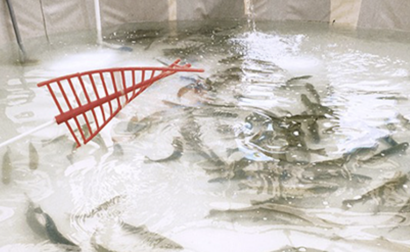 포천동장군축제