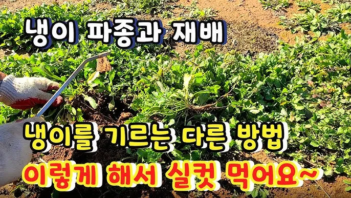 냉이 재배 가을 파종 월동 보온 봄 수확_4