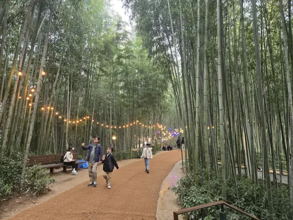 담양 대나무 축제 죽녹원