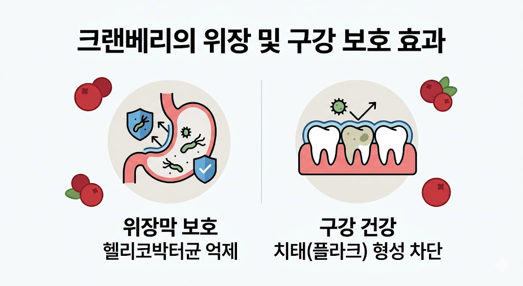 크랜베리 성분이 위 점막에 헬리코박터균이 부착되는 것을 방어하는 모습과 치아 표면에 플라크(바이오필름)가 형성되는 것을 차단하는 과정을 대비하여 보여주는 일러스트입니다. 위장막 보호와 구강 건강 증진 효과를 심플한 플랫 디자인으로 표현했습니다.