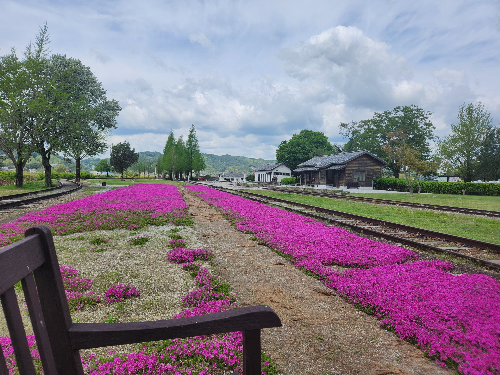 서도역꽃잔디