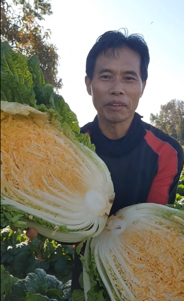 솔바위농장 배추 