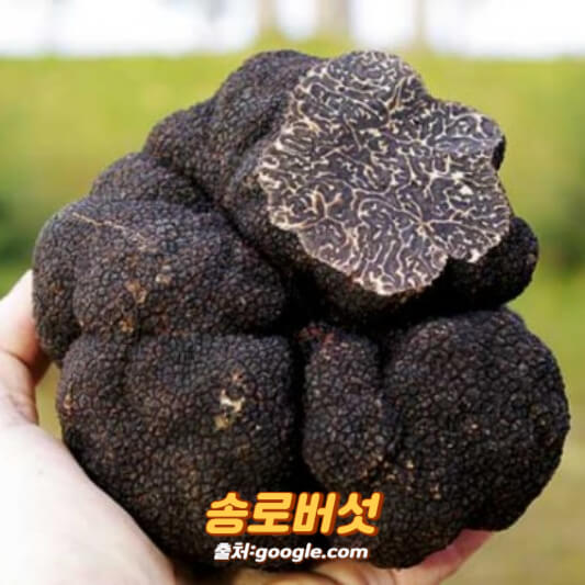 송로버섯