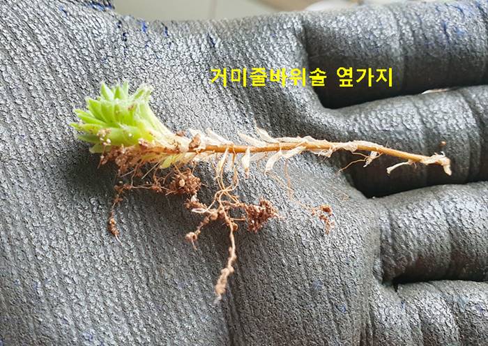 거미줄바위솔 옆가지
