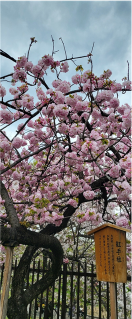오사카조폐국 벚꽃길