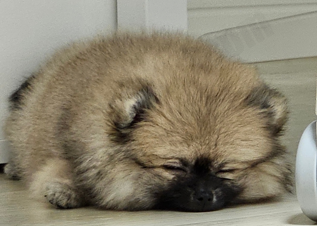 엎드려서 자는 강아지