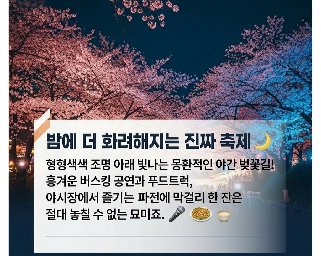 공주 벚꽃