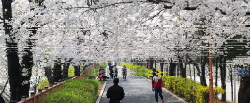 32025 동대문구 봄꽃 축제3