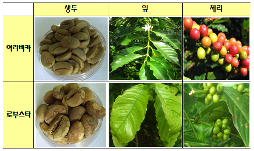 아라비카 로부스타 형태 비교 표