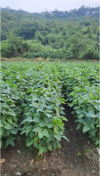 콩 재배 파종 깊이 잡초 억제 멀칭 가뭄 대비_31