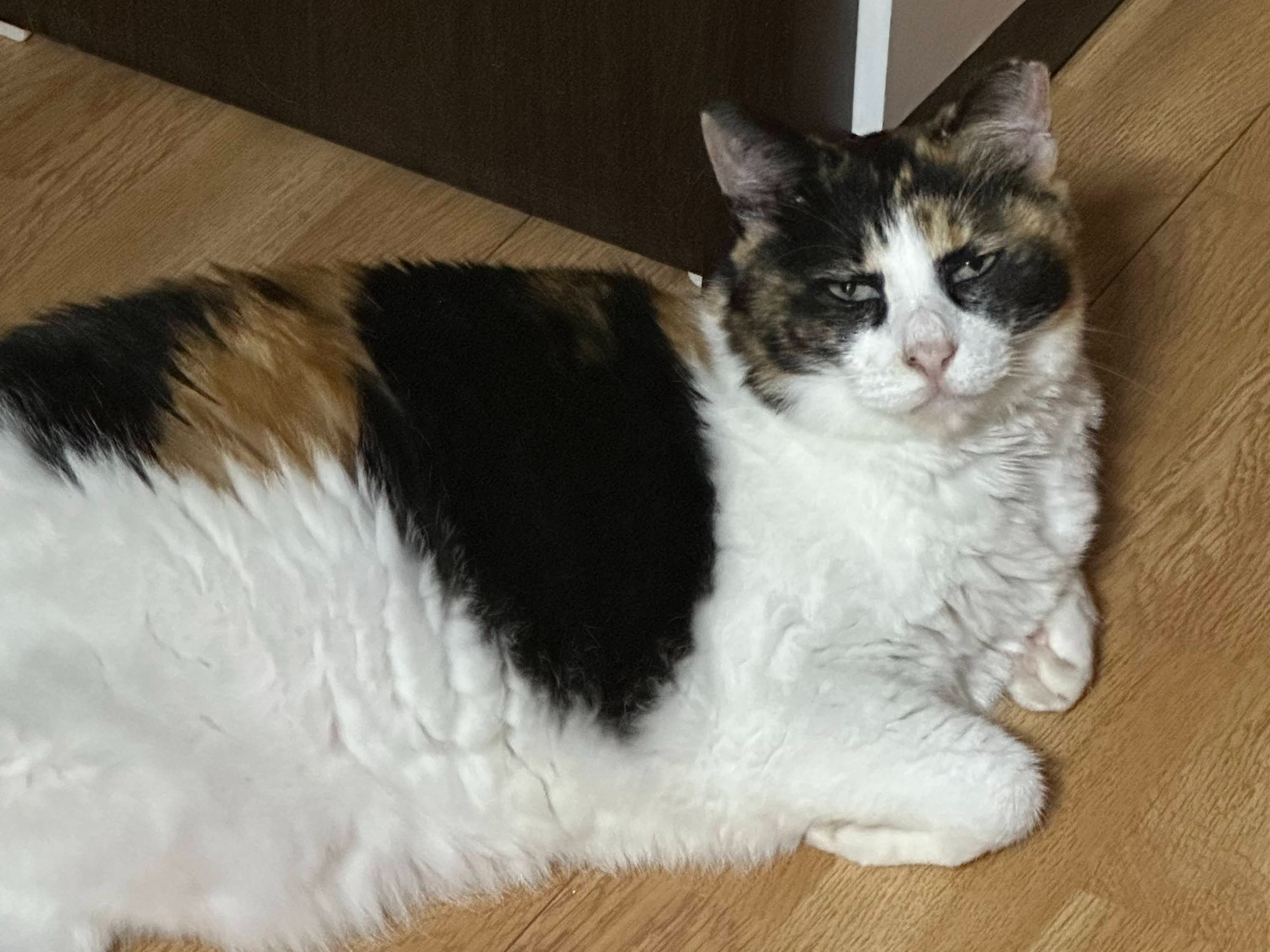 내친구🐱