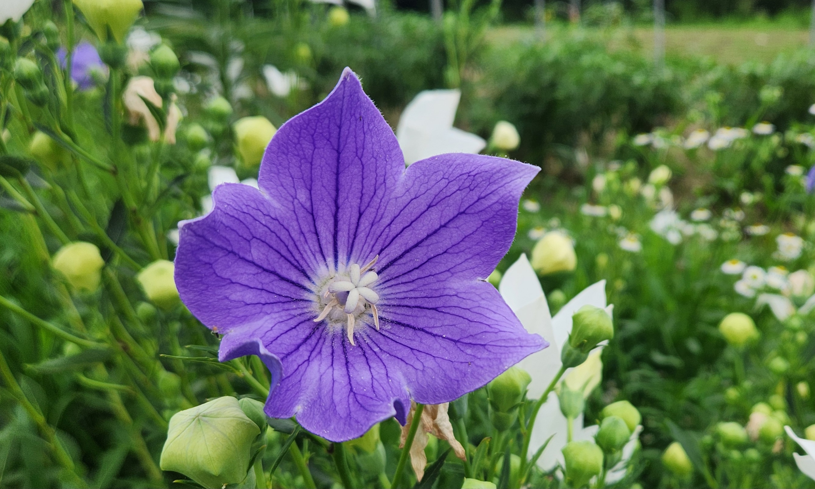 도라지꽃과 꽃봉오리가 함께 있는 정원