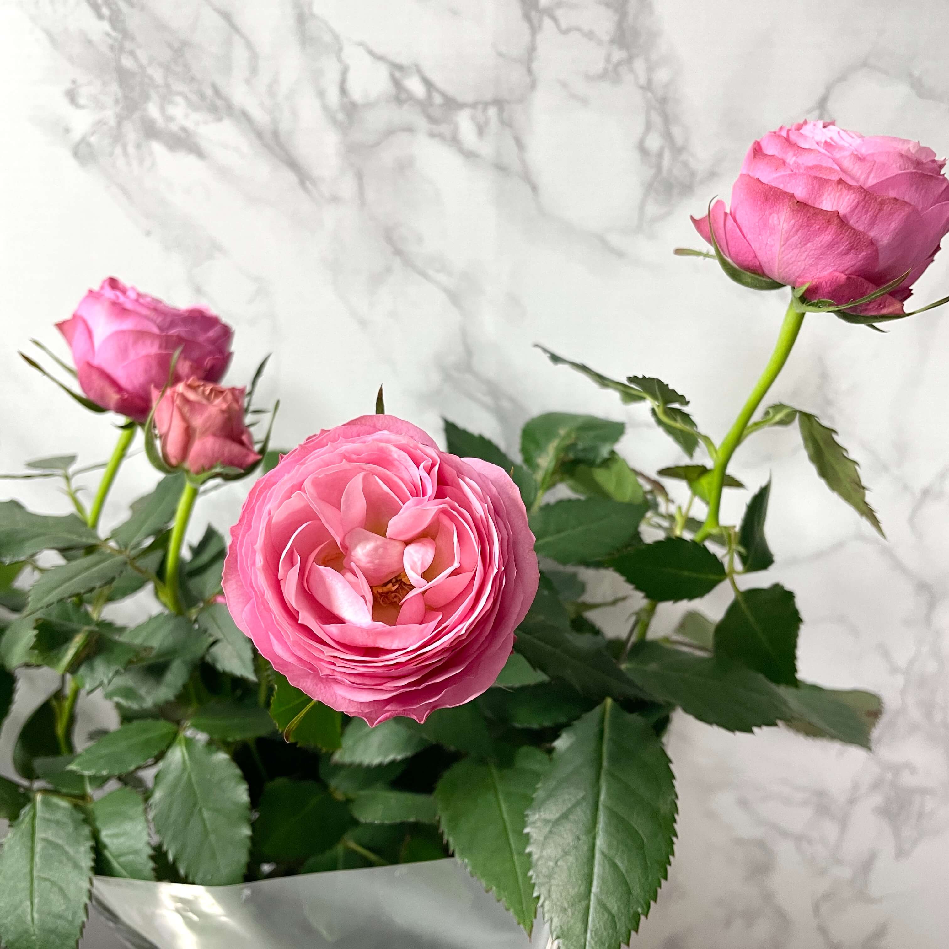 장미꽃 묘목 모종 키우는 방법