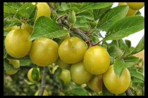 카카두플럼 효능