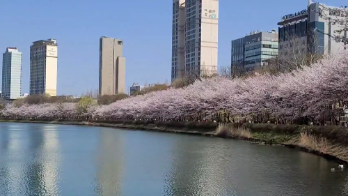 석촌호수벚꽃축제