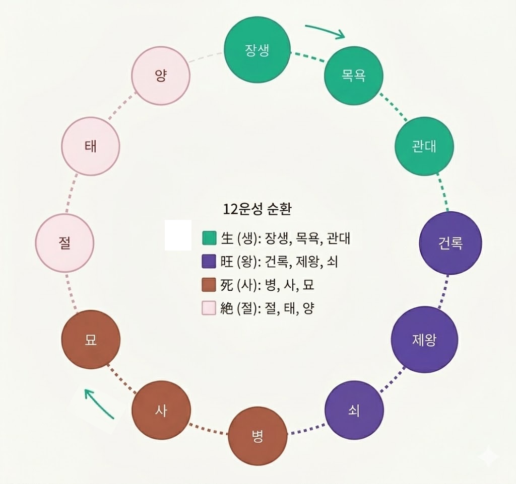 사주명리의 꽃이라 불리는 12운성은 천간(에너지)이 지지(환경)를 만나 겪는 변화를 12단계로 나눈 개념입니다. 이번 시간에는 12운성을 이해하고 사주 풀이에서 어떻게 쓰이는지 알아보도록 하겠습니다.