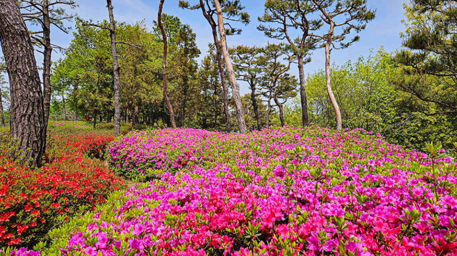[4월 봄꽃 축제]제3회 영인산 철쭉제❘기간, 일정, 프로그램, 철쭉 개화 상황정리