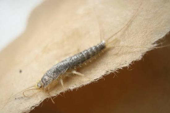 징그럽고 귀찮은 좀벌레 생태와 종류/피해 예방법/퇴치법