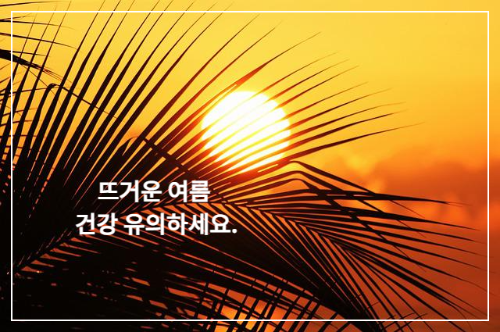 야자수 나뭇잎 사이로 보이는 태양