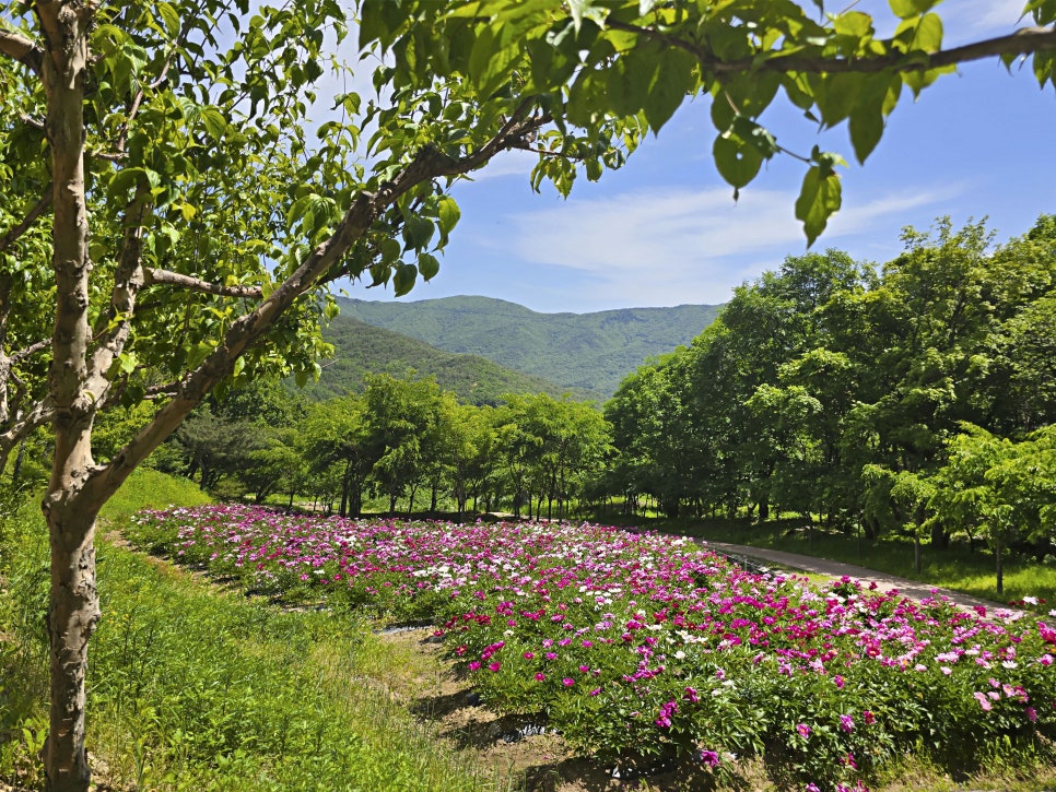 [5월 여행]영천작약꽃축제❘영천 삼창리&middot;정각리 작약꽃밭, 그리고 보현산약초식물원까지