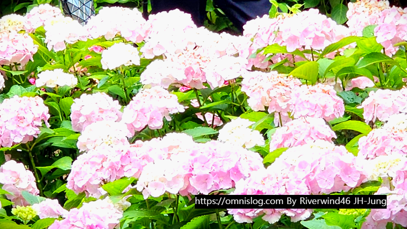 수국 水菊 hydrangea flower