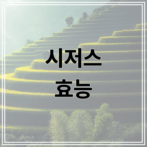 시저스 효능