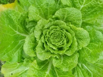 쌈배추 재배 속 차게 키우기 시비 타이밍 통풍 관리_6