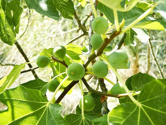 무화과 건강 효능