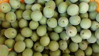 매실 수확시기_18