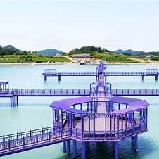 퍼플섬 라벤더축제