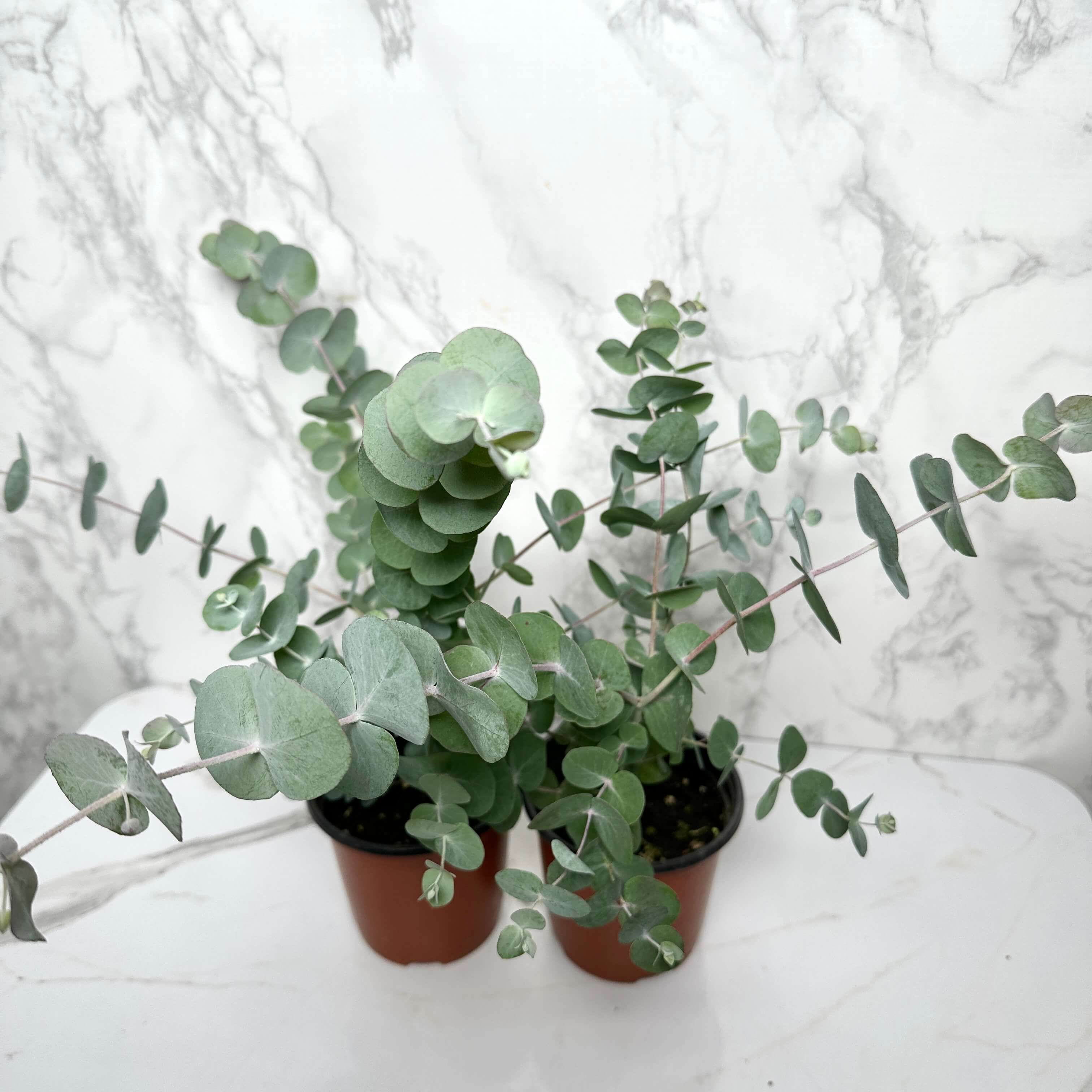 유칼립투스 키우기