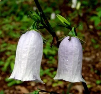 우리나라 특산식물 댕강나무와 댕강나무 꽃말 꽃댕강나무_6