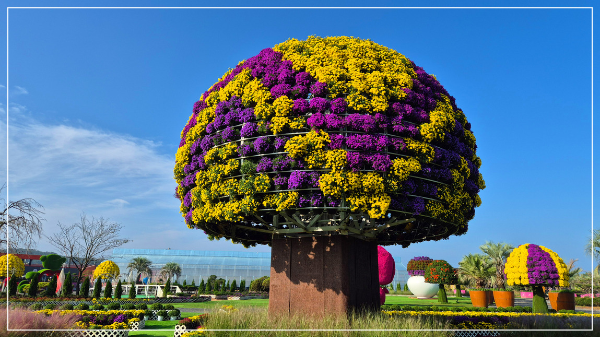 2025 태안 가을꽃 박람회 이미지 / 출처: 코리아플라워파크