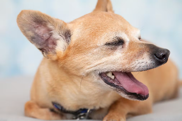하품하는 강아지
