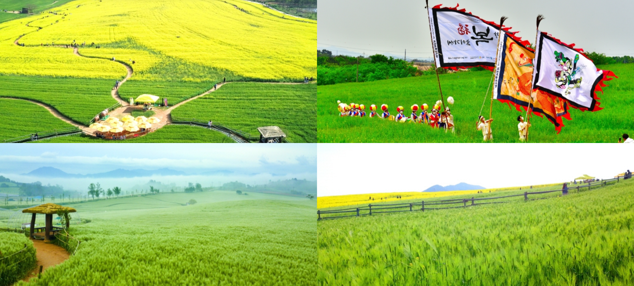 고창 청보리밭 축제