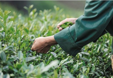 하루미츠-말차-브리즈