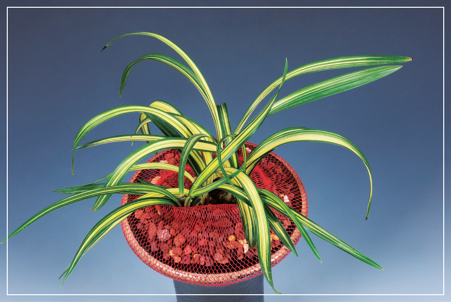 중투호 『송정』