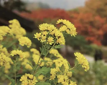 아침고요수목원_14