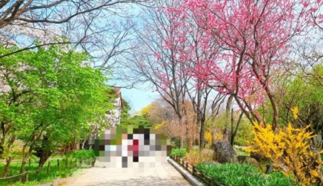 전주-벚꽃-명소